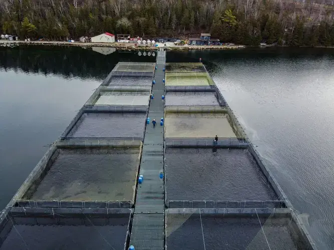 Buzwah Fisheries is an aquaculture site raising rainbow trout on the Lake Huron in the Wikwemikong unceded territory on Manitoulin Island in Ontario. Image by Zbigniew Bzdak / Chicago Tribune. Canada, 2019.