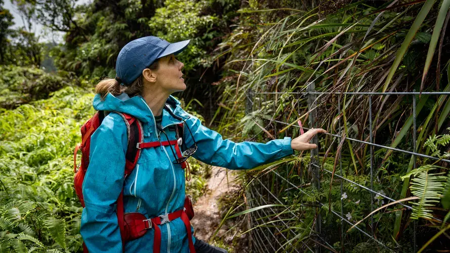 Building fences in remote sections of the forest is expensive. A recent 1,400-acre fence cost over a million dollars. Image by&nbsp;Kuʻu Kauanoe/Civil Beat. United States, 2020.