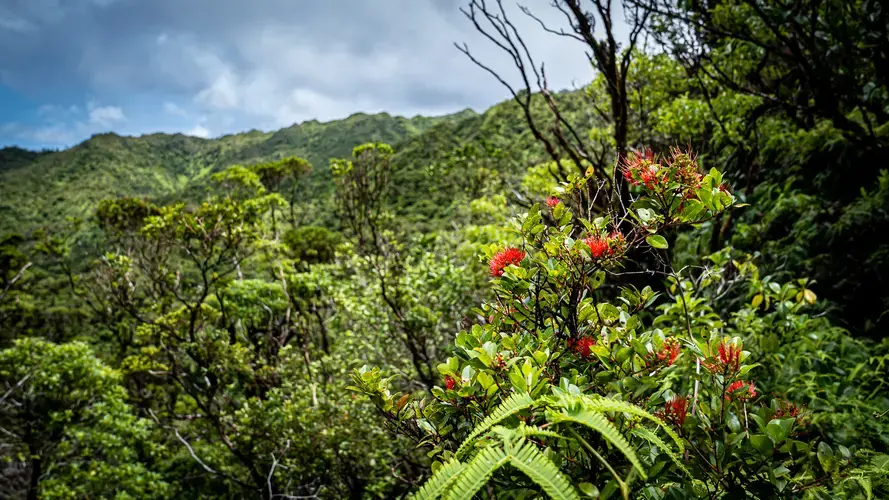 Approximately half of all native trees on Hawaii’s six main islands are ohias. Image by&nbsp;Kuʻu Kauanoe/Civil Beat. United States, 2020.