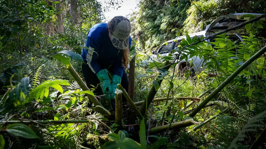 Serene Smalley uses a machete to fell branches of the fern before injecting a small amount of pesticide into the base of the plant. Image by&nbsp;Kuʻu Kauanoe/Civil Beat. United States, 2020.