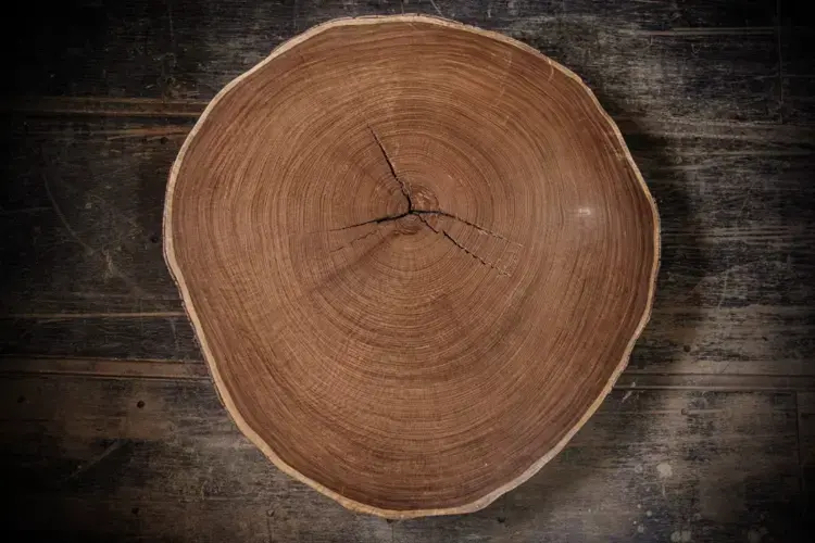 A sanded section of an Afrormosia trunk. Image by Sarah Waiswa. Democratic Republic of Congo, 2019.