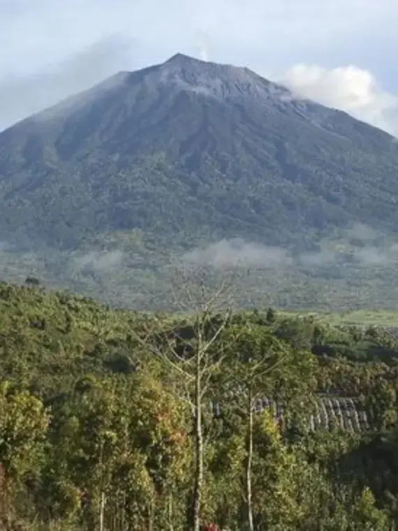 Protecting the Forest Through Carbon Trading | Pulitzer Center: 1619 ...