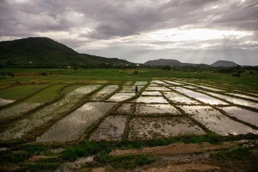 rice paddies