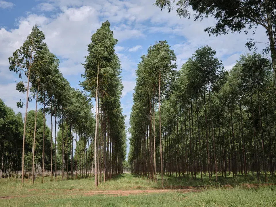 En Colombia y Paraguay, plantaciones de eucaliptos son utilizadas para insertarlas en el mercado de créditos de carbono como los establecidos por la organización Verra. Foto por Nicolás Granada.