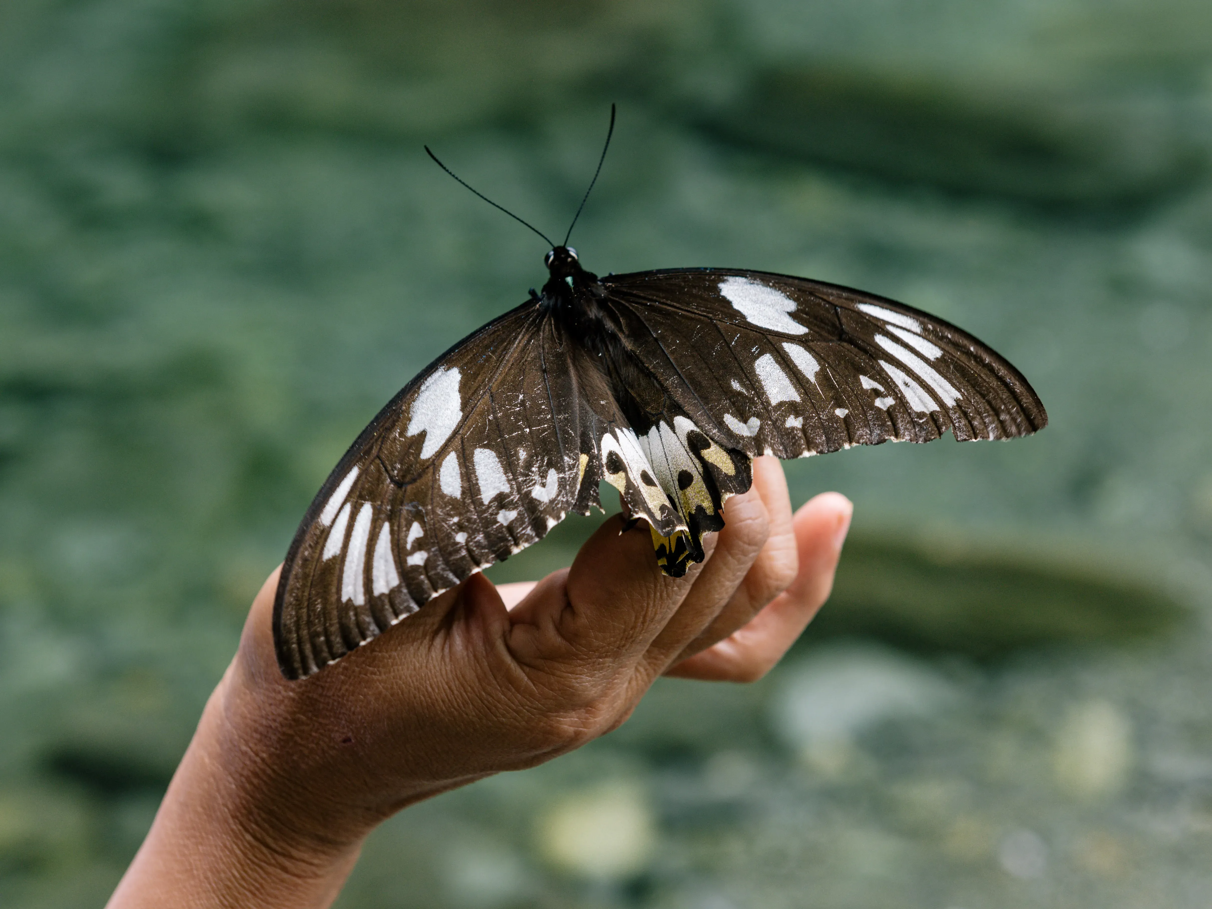 a hand holding a butterfly