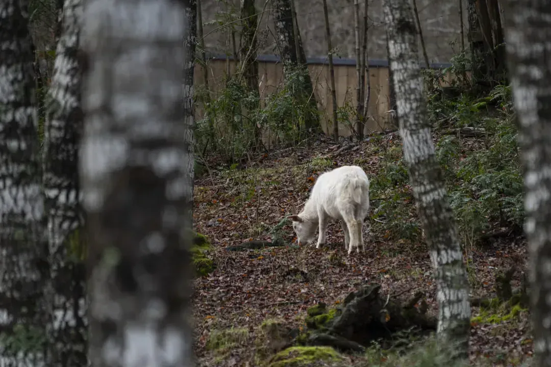 Through landscape design and strategic grazing, Buena Cabra seeks to prevent the spread of forest fires. Goats graze in specific areas at specific times, in a planned manner, reducing fuel load without herbicides or burning. Photo by Andrés Meza. Chile.