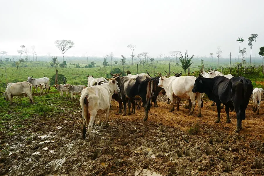 Livestock farming is one of the biggest drivers of deforestation in the Amazon region of Colombia. Image credits: César Molinares