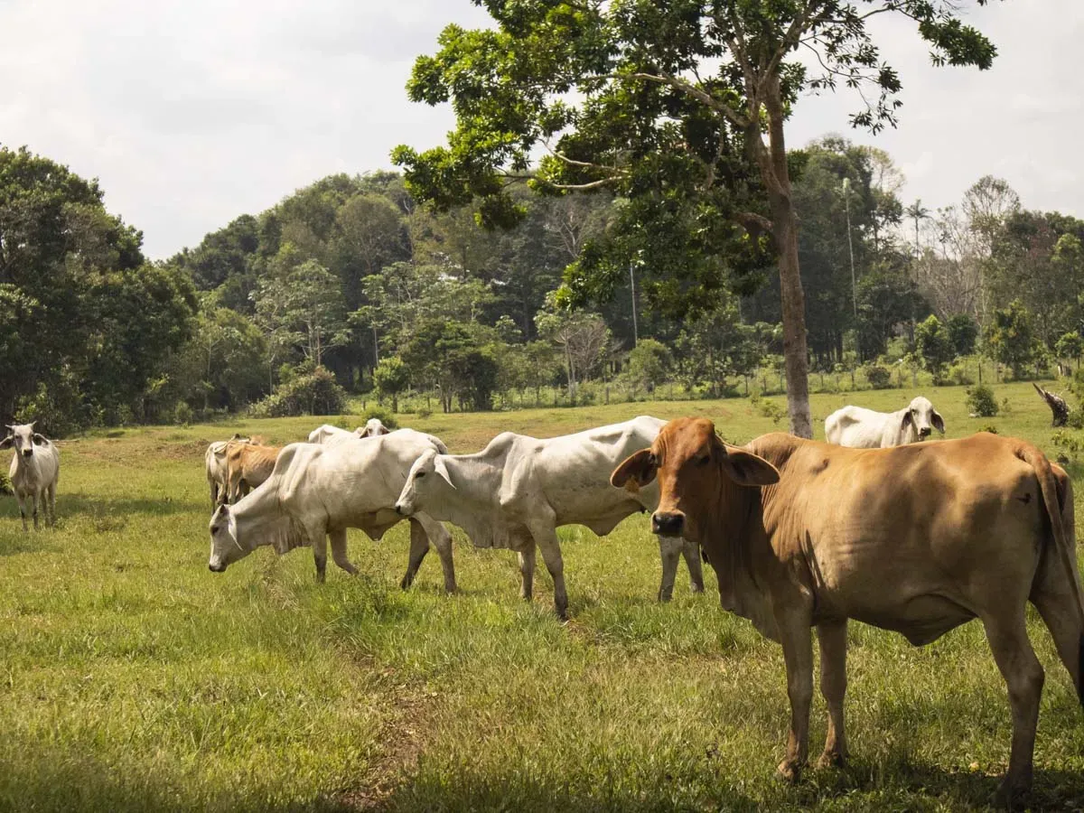Cattle Amazon