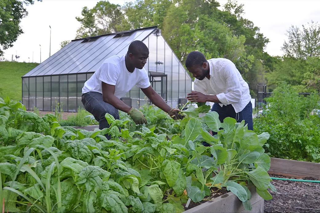 Two boys garden holding the leaves of a plant