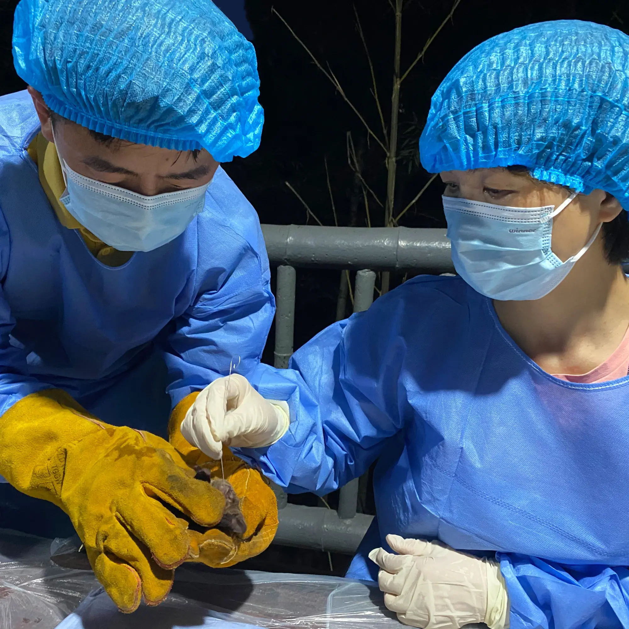 A close-up of two scientists in medical gear testing a small bat.
