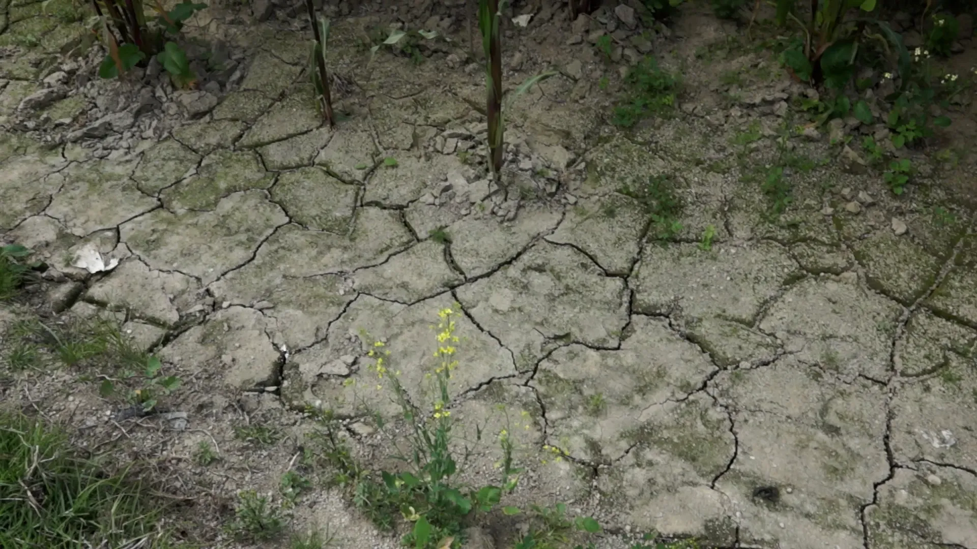 dry land cracks