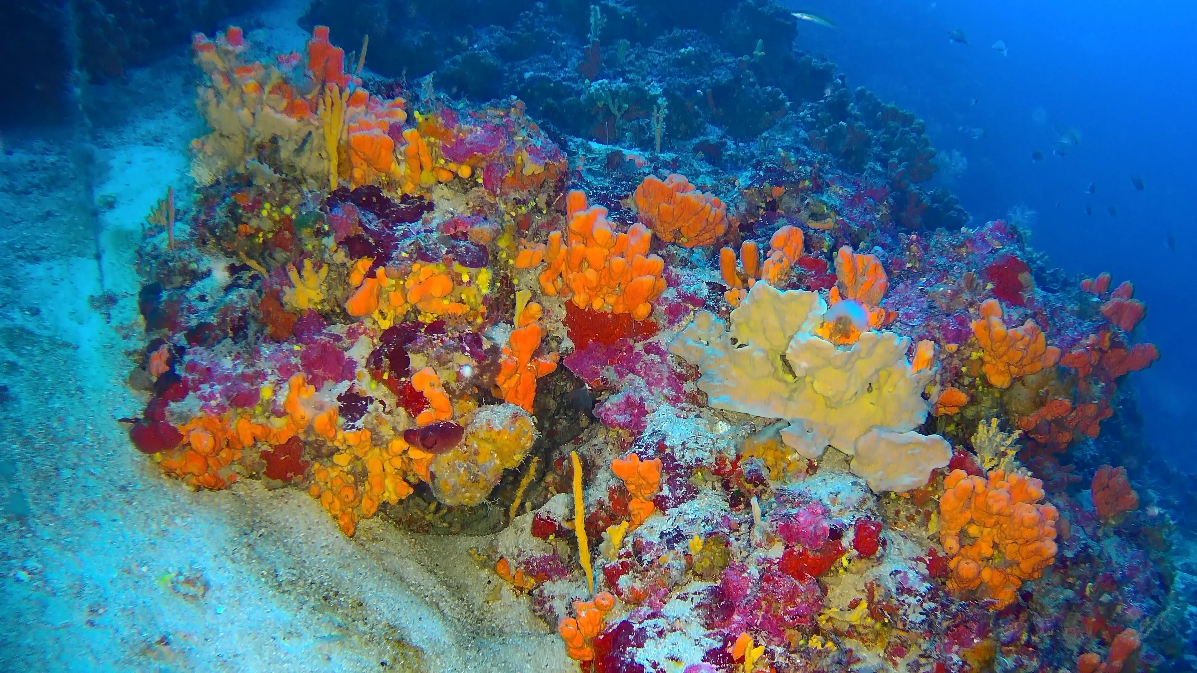 bright coral
