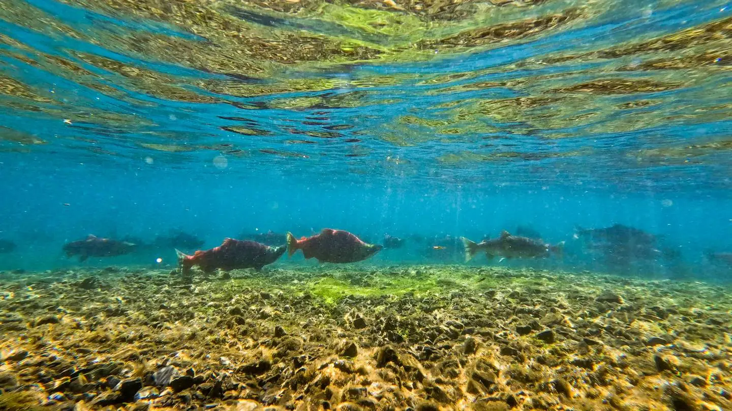 Salmon under turquoise blue water.