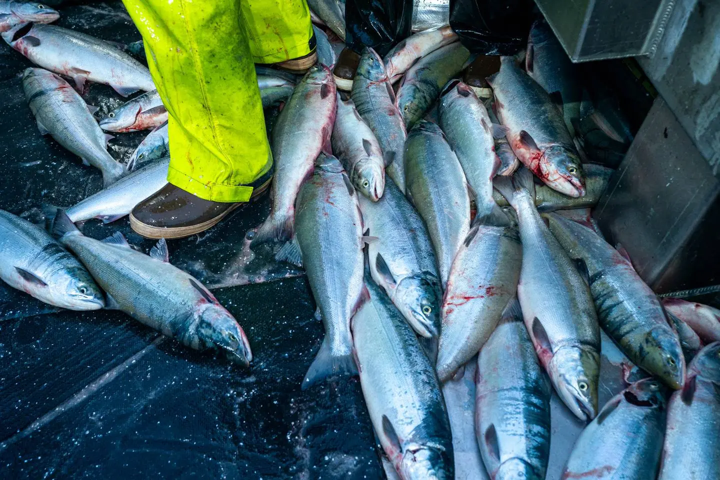 a fisherman's feet are seen standing among a slice of deck that is littered with caught and bloody fish.
