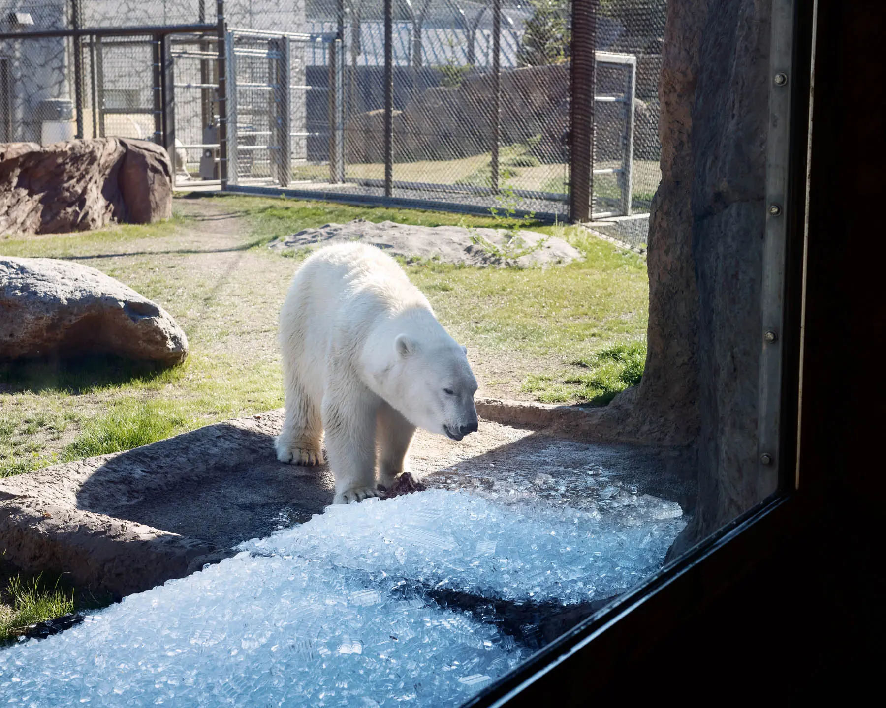 Polar bear at zoo looking at ice