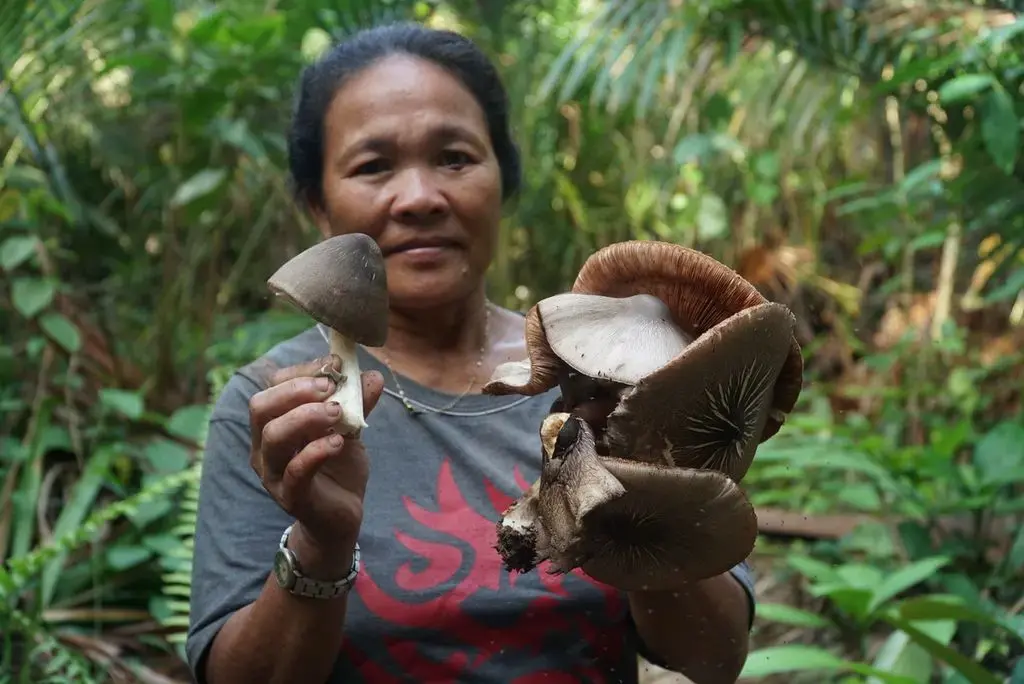 A woman stands in a forest holding a variety of mushrooms.