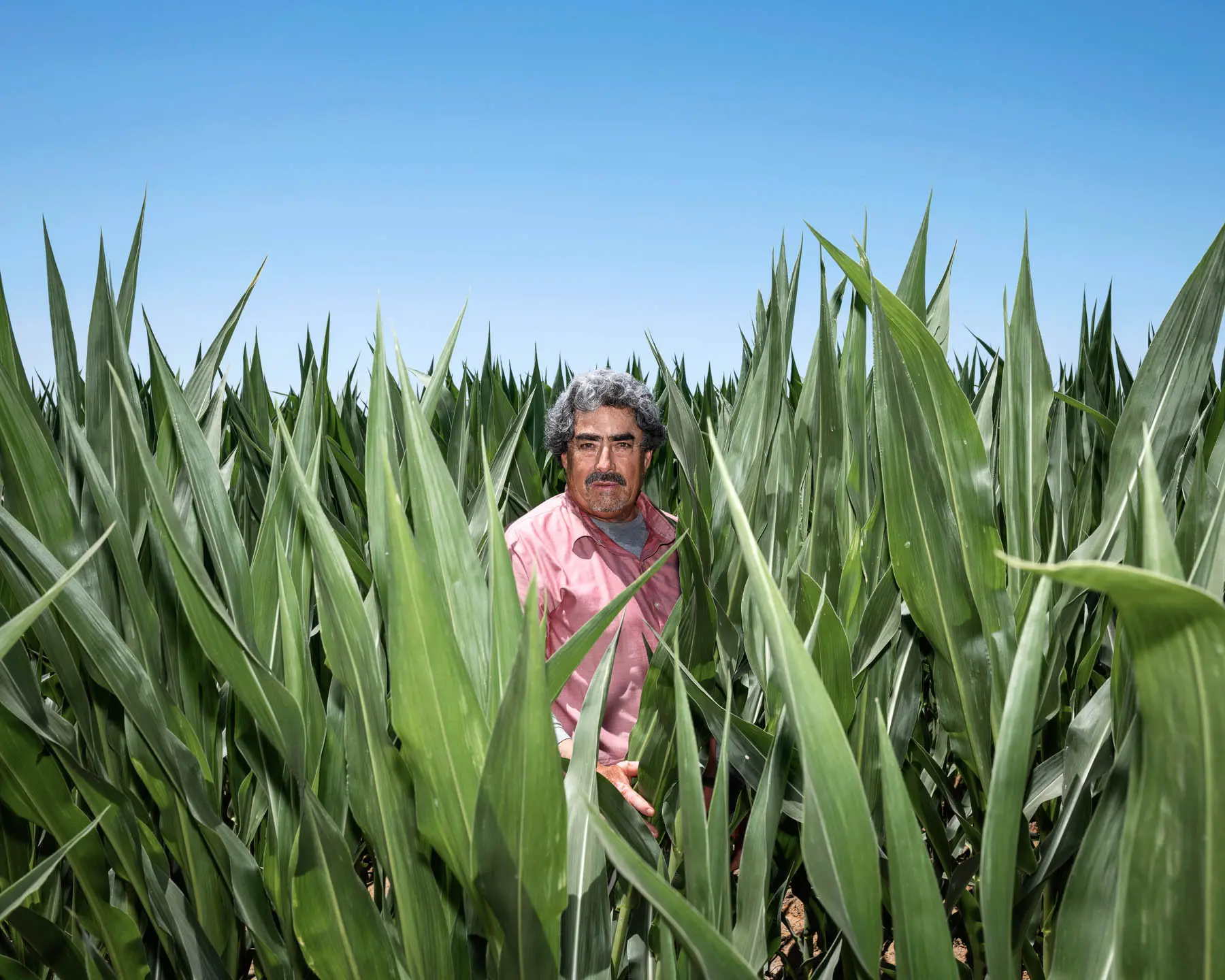 man stands in cornfield<br />
