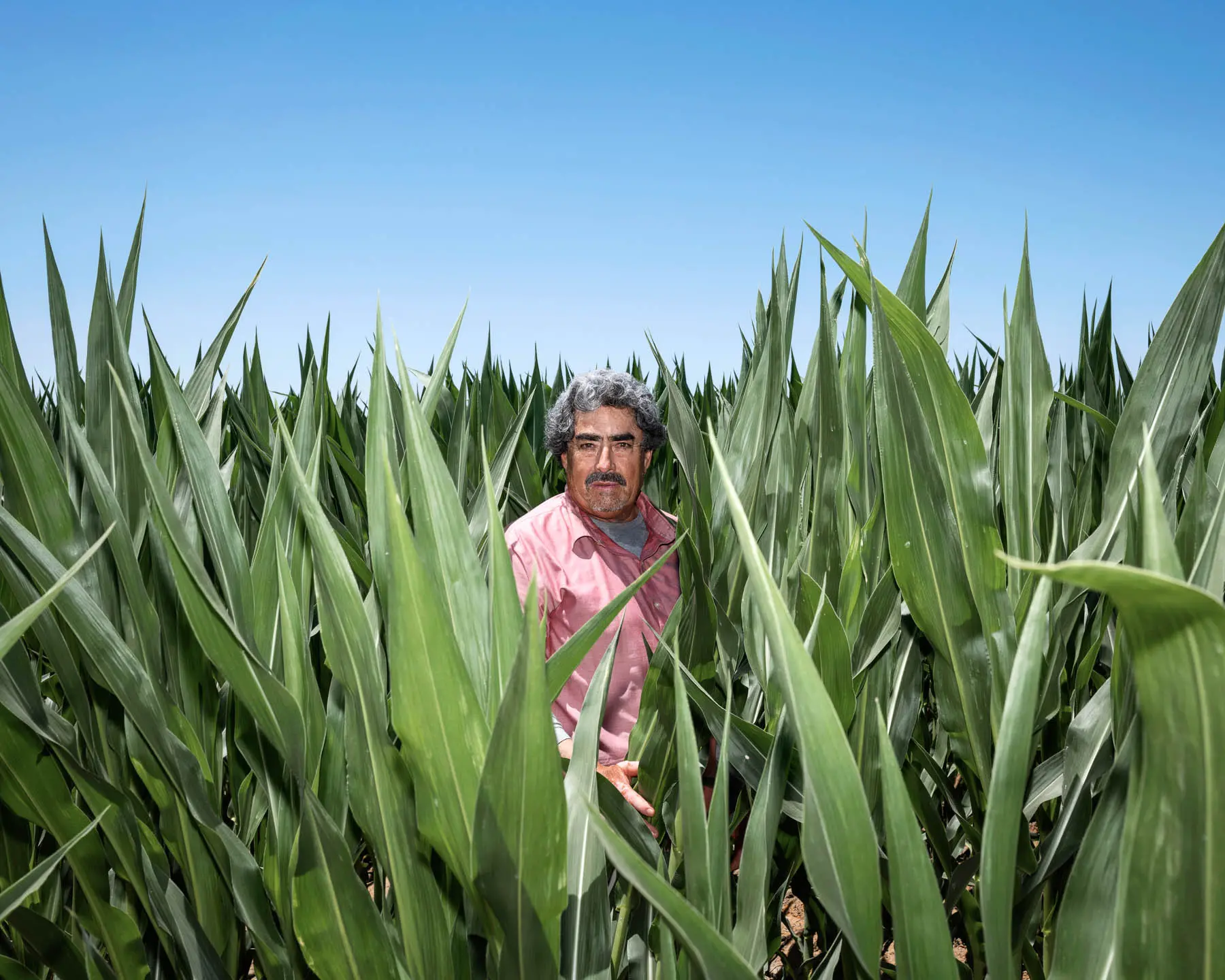 man stands in cornfield<br />