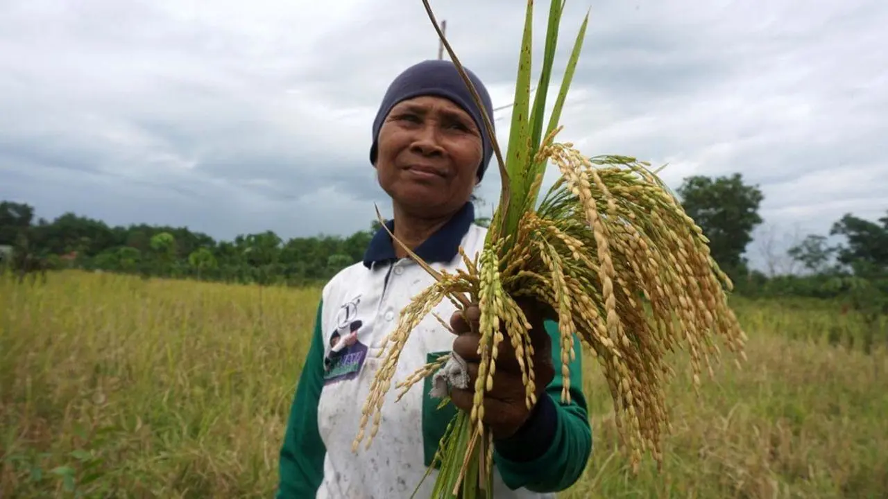 A village local holds a handful of rice stalks.