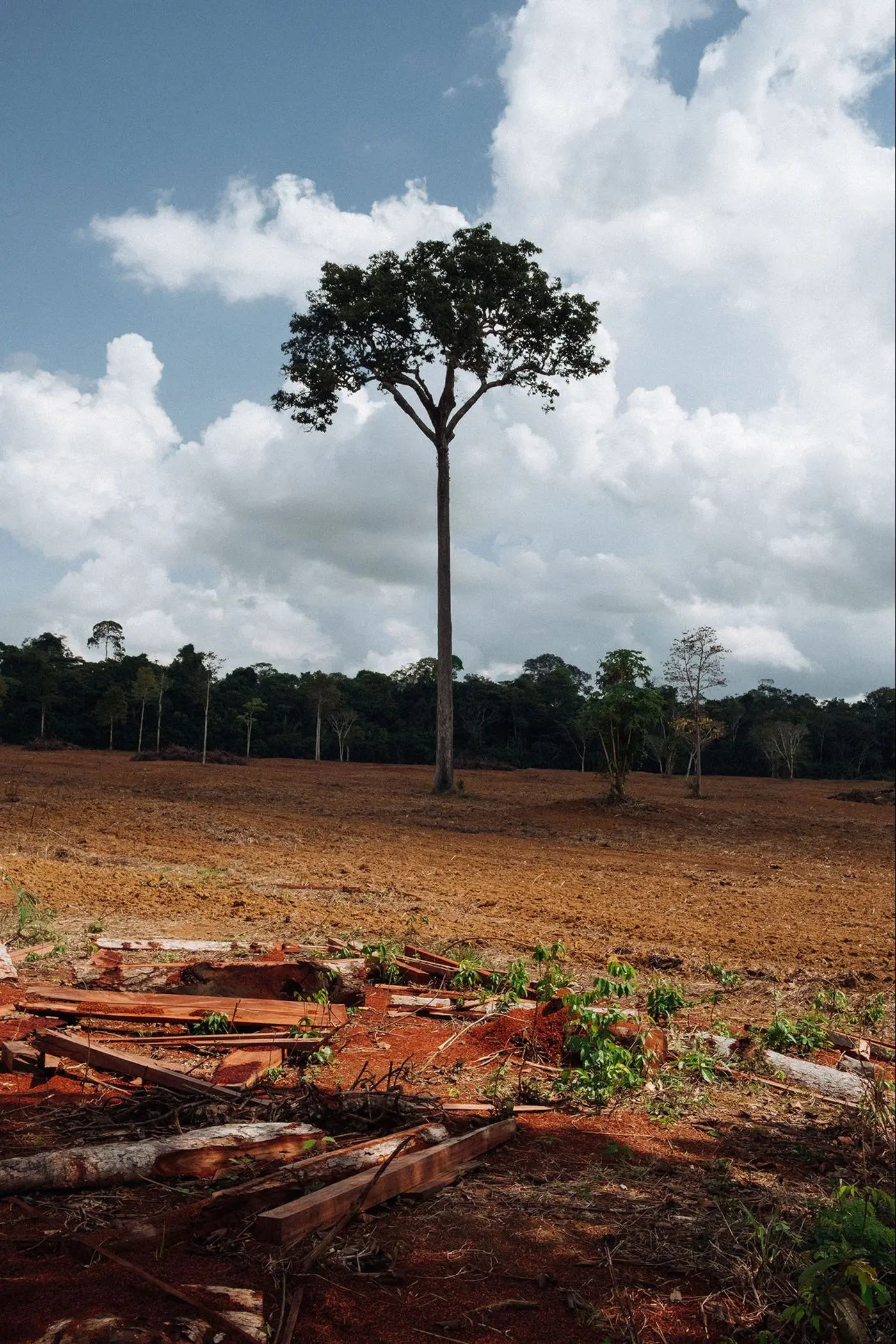 Photo of tree in front of former jungle land