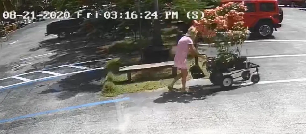 A woman shown on a security camera pushing a cart of large plants<br />
