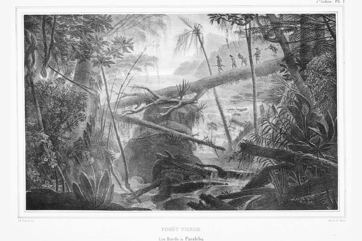 A sketch of the rainforest showing fallen trees and people walking across the fallen tree.