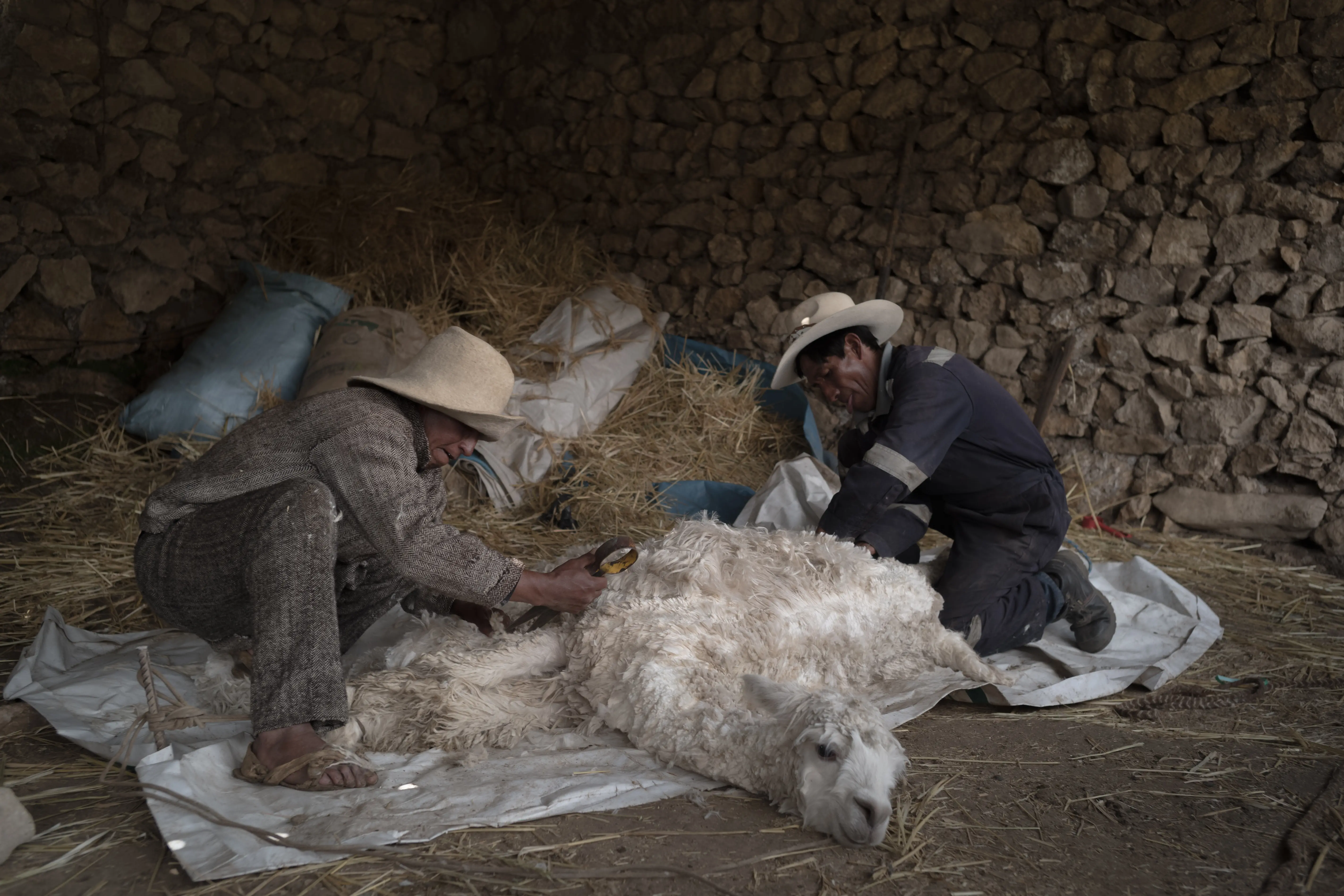 An alpaca is sheared of it's fleece