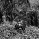 ROUTINE. Sunil, Asnia's husband, uses a motorbike to carry the palm fruits he harvested. He said that sometimes, the palm fruits can weigh up to 50 kg or 110 pounds. Image by Xyza Cruz Bacani. Indonesia, 2018.&nbsp;