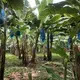 Bananas are wrapped in natural insect-repelling bags made with hot pepper and garlic at Earth University.&nbsp;The insecticidal bags are removed from the bananas here in the processing facility at Rio Sixaola Plantation. Image by Madison Stewart.&nbsp;Costa Rica, 2019.