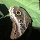 Owl moth, taken on night walk in Puerto Quito, Ecuador.&nbsp;Image by Ayanna Dickinson. Ecuador, 2019.
