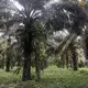 African palm plantation.&nbsp;Image by Ayanna Dickinson. Ecuador, 2019.