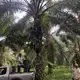 Installing thermistor devices in an African palm plantation.&nbsp;Image by Ayanna Dickinson. Ecuador, 2019.