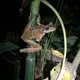 On a night walk in Puerto Quito, Ecuador.&nbsp;Image by Ayanna Dickinson. Ecuador, 2019.