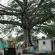 An enormous tree extends over the grave stones&nbsp;and mausoleums at the Cementerio Municipal Santa Tecla.&nbsp;Image by Lauryn Claassen. El Salvador, 2017.