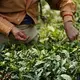 Women workin&nbsp;in the tea fields and help&nbsp;with manual tasks such as sorting through dried leaves after harvest. Image by Esha Chhabra. India, 2017.