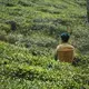 Women working at Jungpana Tea Estate. Image by Esha Chhabra. India, 2017.