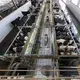 Conventionally raised cows are milked on one side of giant open barn at TH Milk's operations in Nghia Son, Vietnam. The cows are milked three times daily. An identical operation is mirrored on the other side of the barn. Image by Mark Hoffman. Vietnam, 2019. 