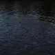 The paiche, which have to surface from the oxygen-poor water to breathe every fifteen to twenty minutes, reproduce with alarming efficiency, aggressively herding and guarding schools of their young. Tracking infant paiche across the Lago Mentiroso, they emerge with a shimmer every few minutes, followed by the tall, black arch of their father's back. Image by Felipe Luna. Bolivia, 2018.