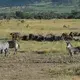 Cape buffaloes, zebras, and the savanna surrounded by land used for farming and cattle-grazing by communities. Image by Elam Shabahat. Rwanda, 2017.