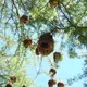 A tree full of weaver bird nests—a common sight in Akagera. Male weaver birds craft these intricate homes to attract females and raise their young. Image by Elham Shabahat. Rwanda, 2017. 