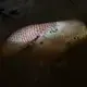 Though most fishermen still discard the skin and scales, some in Bolivia are trying to help fishing communities learn to monetize these products, turning the skin into leather and using the scales—as indigenous communities in the fish's native range still do—as ornaments or as nail files. Image by Felipe Luna. Bolivia, 2018.