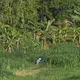 A farmer cuts grass on a tiny farm adjacent to TH Milk's giant operations in Nghia Son, Vietnam. Image by Mark Hoffman. Vietnam, 2019. 