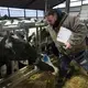 Omar Guerrero vaccinates a cow at Drake Dairy in Elkhart Lake. Image by Mark Hoffman. United States, 2019.