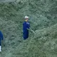 A TH Milk employee grabs a sample of some silage to make sure the moisture content is correct after a load that was found to be too dry was dumped and remixed in Nghia Son, Vietnam. TH Milk workers are constantly running tests for quality control in all areas of their operation. Image by Mark Hoffman. Vietnam, 2019. 