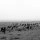 Salty wind proves dangerous for livestock. Image by Ako Salemi. Iran, 2016.