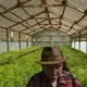 Agustín Par, seventy-five, is in charge of a greenhouse of tree saplings outside the city of Totonicapán. Image by Mauricio Lima. Guatemala, 2019.