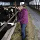 Amy Fischer visits with one of her 350 cows on her family’s 350-cow dairy farm, Darian Acres, in Rio, Wis., on Dec. 18, 2020. Image by Coburn Dukehart / Wisconsin Watch. United States, 2020.