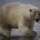 A polar bear up close. Image by Nick Mott. United States, 2019.