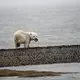 A polar bear cub with a snack. Image by Nick Mott. United States, 2019.