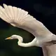 An egret took flight in Harwich Port. Image by John Tlumacki. United States, 2019.